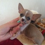 продам щенков чихуахуа