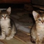 Симпатичные котята ,Умные