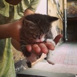 Котенку по имени Мейерхольд нужен дом! 