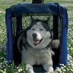 Переносной домик Walky Home для собак.L 98х78х81 см.