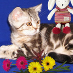 Шотландский клубный мраморный котенок