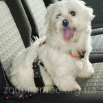 Ремень безопасности для собак DOG SAFETY BELT