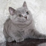 Прекрасные шотландские малыши - идеальный подарок!  