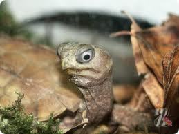 Черепаха дома