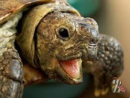 Черепаха в моем доме