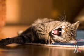 Домашние коты