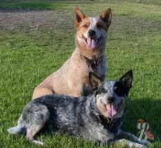 Еще немного о собаках