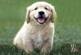 Клички собак