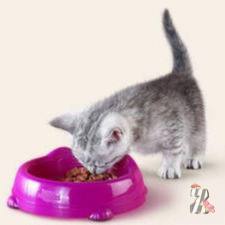 Консервы для кошек