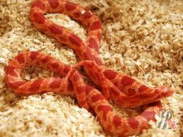 Красная змея