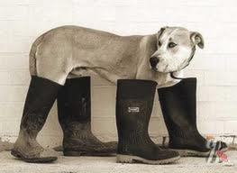 Обувь для собак