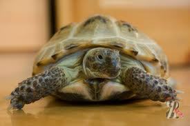 Покупаем черепаху