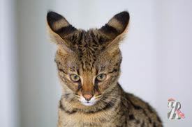 Самая дорогая кошка