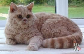 Селкирк Рекс