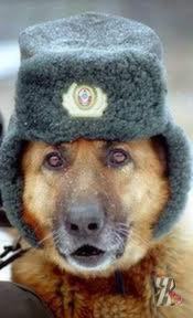 Служебные собаки