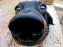 Собачий нос – термометр здоровья