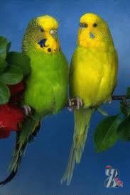 Содержание волнистых попугаев
