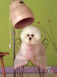 Стрижка собак