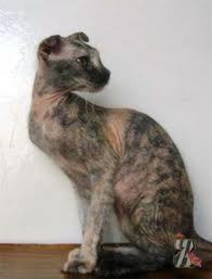 Украинский левкой