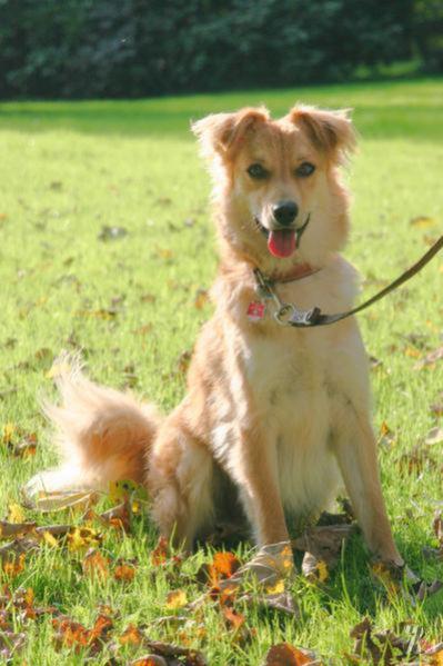 Баскская овчарка